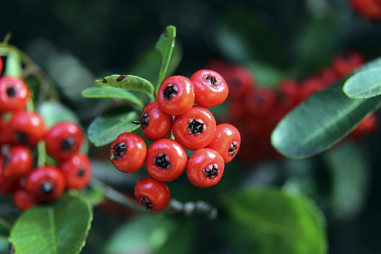 聘请了西班 聘请了西班