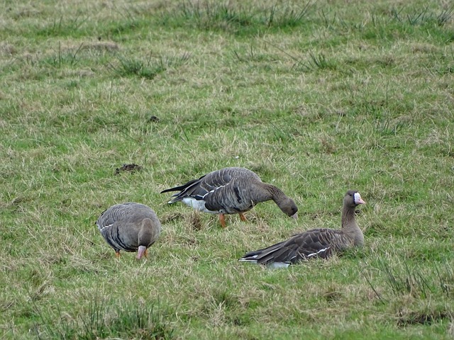 阿根廷攻击 阿根廷攻击