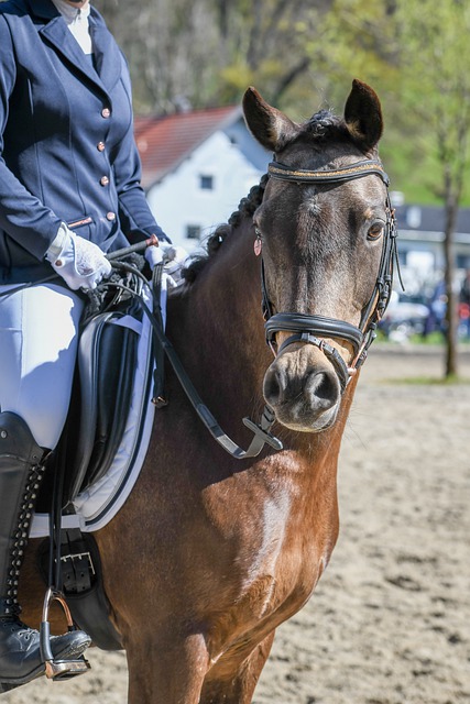 主力球员和 主力球员和